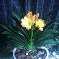 クンシランの画像