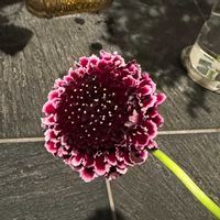 スカビオサの画像