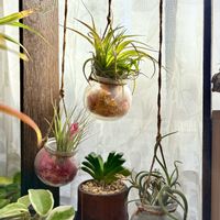 チランジア,ブラキカウロス,カプトメデューサエ,玉扇,コットンキャンディの画像