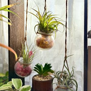 チランジア,ブラキカウロス,カプトメデューサエ,玉扇,コットンキャンディの画像