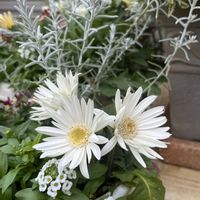 寄せ植え,素敵な出会いに感謝,元気に育ちますように,沖縄からの画像