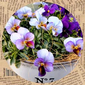 ビオラ,アマゾネス,ガーデニング,ナチュラルガーデン,ネコ好きの画像