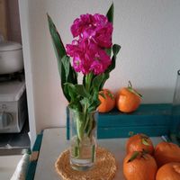 観葉植物,切り花,一輪挿し,可愛い,花瓶の画像