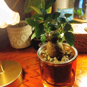 ガジュマル,ガジュマル,観葉植物,ハイドロカルチャー,水耕栽培の画像