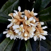 ビワ,枇杷,自然,白い花,冬の花の画像