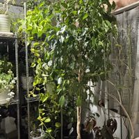 ベンジャミン,花のある暮らし,今日のお花,埼玉ンズ倶楽部,おうち園芸の画像