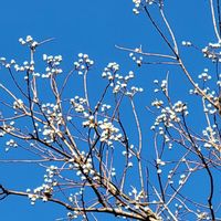 ナンキンハゼの画像