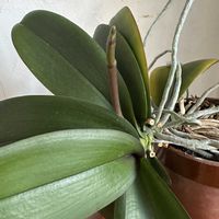 胡蝶蘭,ミニ薔薇ほほえみ,映画の日,花ある暮らし!,胡蝶蘭の芽♪の画像