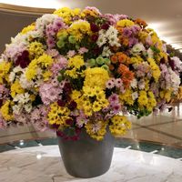 キク,備忘録,植物美の画像