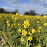 菜の花,季節の花,イエローの画像