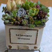 寄せ植え,多肉植物の画像