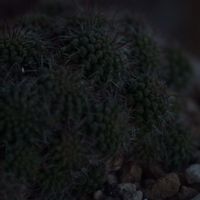 ハオルチア,多肉植物,観葉植物,塊根植物,サボテン科の画像