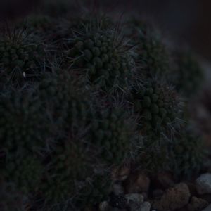 ハオルチア,多肉植物,観葉植物,塊根植物,サボテン科の画像