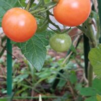ミニトマトの画像