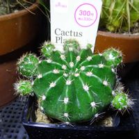 短毛丸,エキノプシス交配種,　エキノプシス属,　エキノプシス属,多肉植物の画像