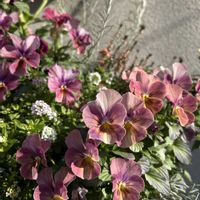 アリッサム,カレープラント,ビオラ,エレモフィラ・ニベア,宿根ネメシアの画像