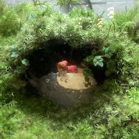 となりのトトロ,苔テラリウム,苔 (コケ)の画像