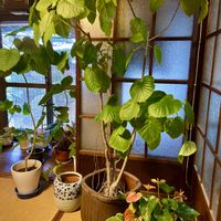 アンスリウム,ウンベラータ,結霜ガラス,観葉植物,映画の日の画像