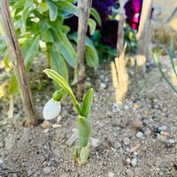 スノードロップ,ガーデニング,ネコ好き,お気に入り♡,いつもありがとう♡の画像