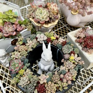 チワワのはる君,多肉植物,多肉植物寄せ植え,no green no life,多肉植物のある暮らしの画像