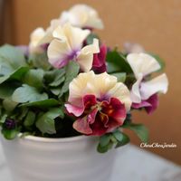 パンジー　アルバルーチェ,ベランダガーデン,ガーデニング,ガーデン,ベランダガーデニングの画像