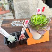 チャームゴールド,多肉植物,ガーデニング,アエオニウム,たにくふぁ〜む さんの画像