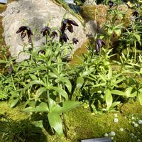 クロユリ,お花いろいろ,高山植物エリアのお花たち,美しい,iPhone撮影の画像