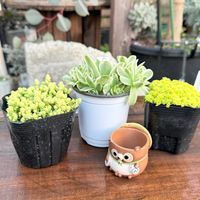 オーレア覆輪錦,多肉植物,ガーデニング,アエオニウムの画像