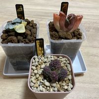 ハオルチア,アドロミスクス レッドドリアン,植物のある暮らし,錦好き,今日もありがとうの画像