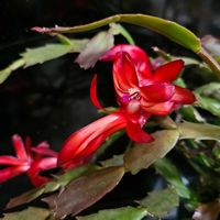 デンドロビウム,ジャコバサボテン,室内,グリーンアクセサリー♪,サボッチの画像