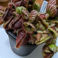 セファロタス,観葉植物,食虫植物,ガーデニング,花のある暮らしの画像