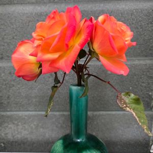 仮称がっちゃん,仮称がっちゃん,バラの冬剪定,花瓶の花,人類は皆兄妹の画像