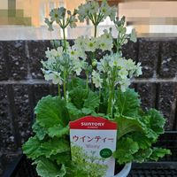 ウィンティー・ライムグリーン,鉢植え,明るい日陰,プランター,ガーデニング初心者の画像