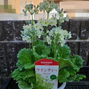 ウィンティー・ライムグリーン,鉢植え,明るい日陰,プランター,ガーデニング初心者の画像