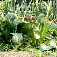 ホトケノザ,ネギ,ブロッコリー,小松菜の画像