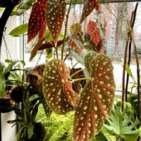 ベゴニア,ベゴニア,水玉模様のベゴニア,大きな葉っぱ,ばら園にての画像