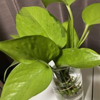 ポトス,ポトステルノカーニバル,観葉植物,水耕栽培,斑入り好き♡の画像