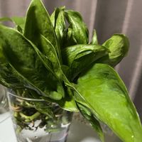 ポトス,ポトステルノ シャングリラ,観葉植物,斑入り好き♡,ポトステルノシリーズの画像