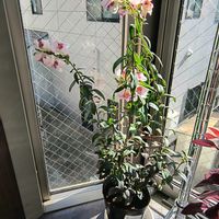 キンギョソウ　ブロンズドラゴンの画像