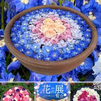 ガーベラ,コチョウラン,サクラ,ゼラニウム,バラの画像