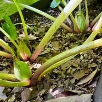 フキノトウ,フキ,蕗の薹,蕗の薹,ふきのとうの画像