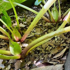 フキノトウ,フキ,蕗の薹,蕗の薹,ふきのとうの画像