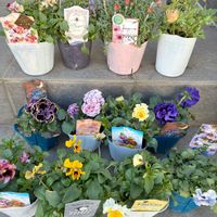 パンジー　ドラキュラ,ローブ・ドゥ・アントワネット,ローダンセマム　プリマリア,ガーデニング,ビオラ・パンジーの画像