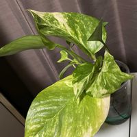 ポトス,オウゴンカズラ　巨大ポトス,観葉植物,斑入り好き♡の画像