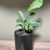 カラテアの画像