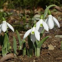 スノードロップ,原種シクラメン,原種シクラメン コウム,昭和記念公園,ヒガンバナ科の画像