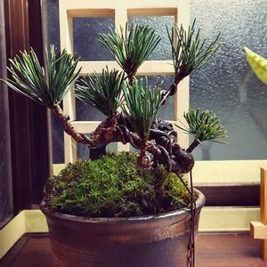 五葉松,盆栽,ミニ盆栽,盆栽仕立て,苔 (コケ)の画像