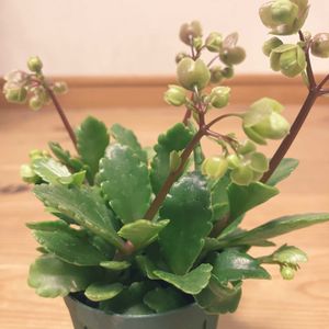 カランコエ,観葉植物,小さな花壇,ガーデニング初心者,小さな庭の画像