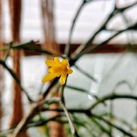 リプサリス,黄色の花,2月,ハンギング,1月の画像