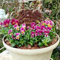 ビオラ,寄せ植え,可愛い,癒し,花のある暮らしの画像